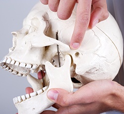 Model of jaw and skull bone